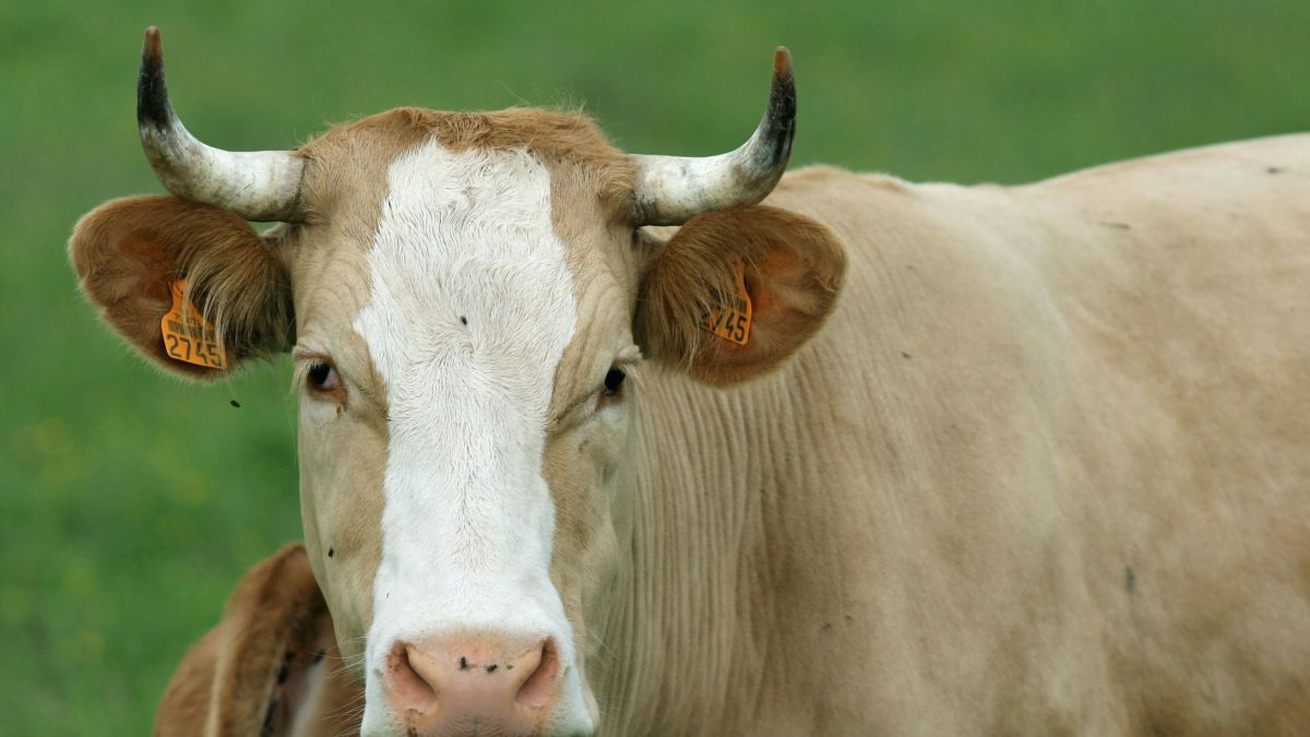 Referendo: vacas com ou sem cornos?