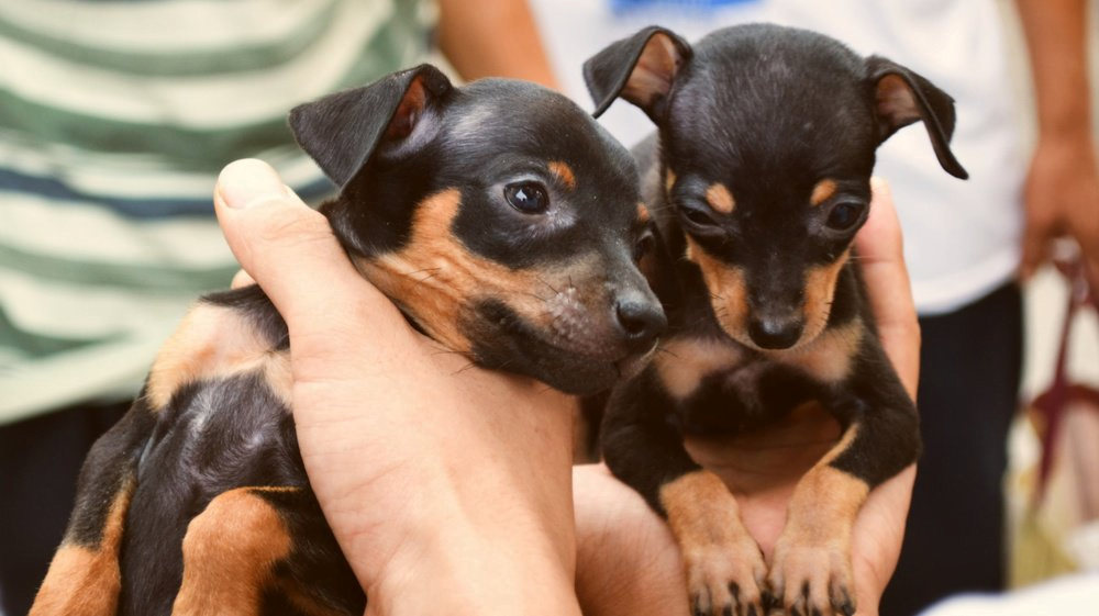 Polícia suíça desmantela tráfico de cães