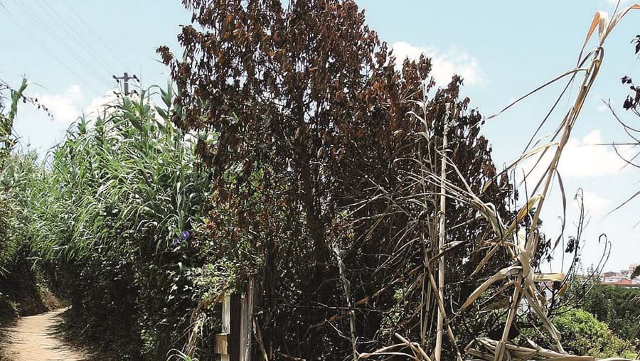 Apanhado na Suíça por crime cometido há 11 anos em Portugal