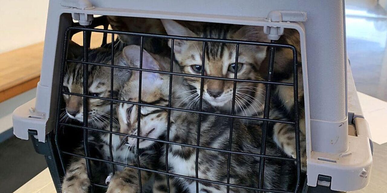Alfândega: Português multado por importar gatos de forma ilegal