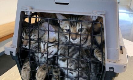 Alfândega: Português multado por importar gatos de forma ilegal