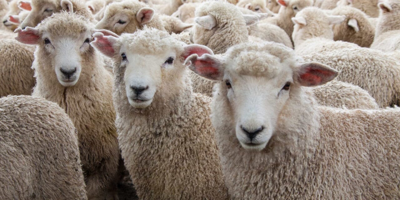 Português detido por violar ovelhas na Suíça