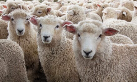 Português detido por violar ovelhas na Suíça