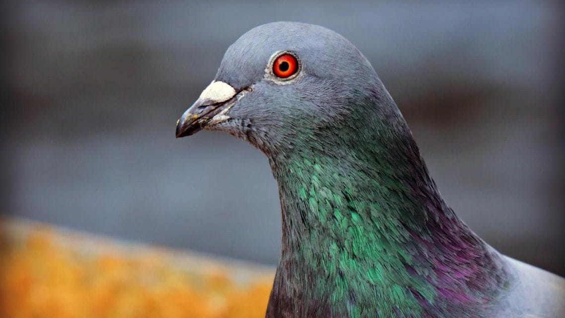 Chef português condenado por maus-tratos a animais