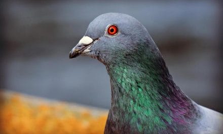 Chef português condenado por maus-tratos a animais