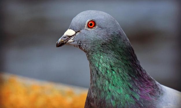 Chef português condenado por maus-tratos a animais