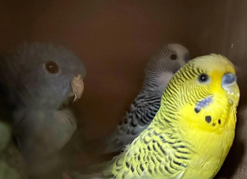 Autoridades suíças apreendem aves protegidas em esquema que envolve portugueses