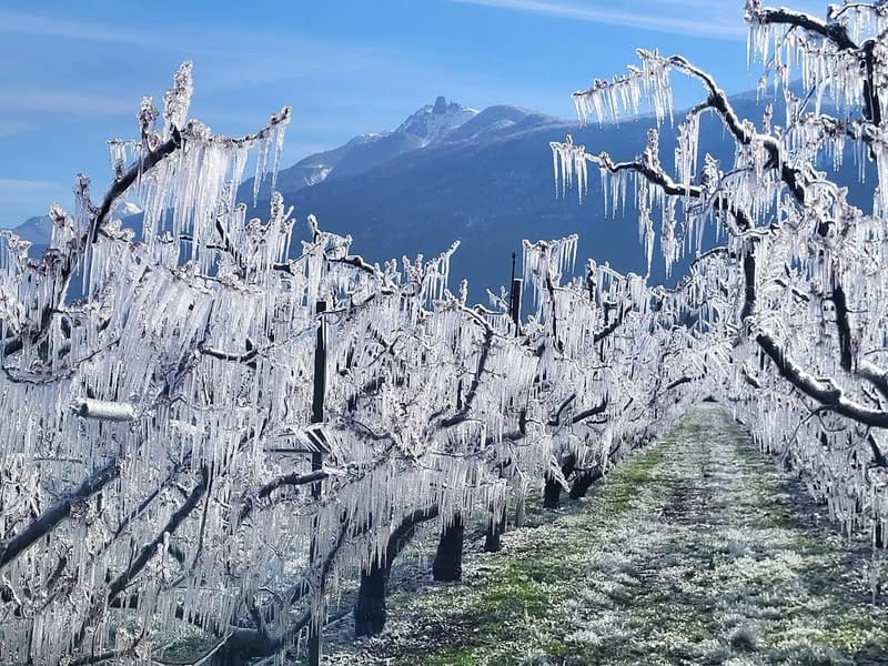 Este fim de semana, pomares de damasqueiros ficaram cobertos por uma camada de gelo em Martigny (VS), na Suíça. Apesar de parecer surpreendente, trata-se de uma técnica de proteção: a aspersão de água cria um “casulo” a cerca de 0°C à volta dos rebentos jovens, protegendo-os das temperaturas do ar, que desceram para -3°C a -4°C.