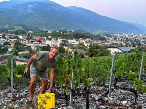 Vindimas começam mais cedo no Valais devido ao calor e à seca